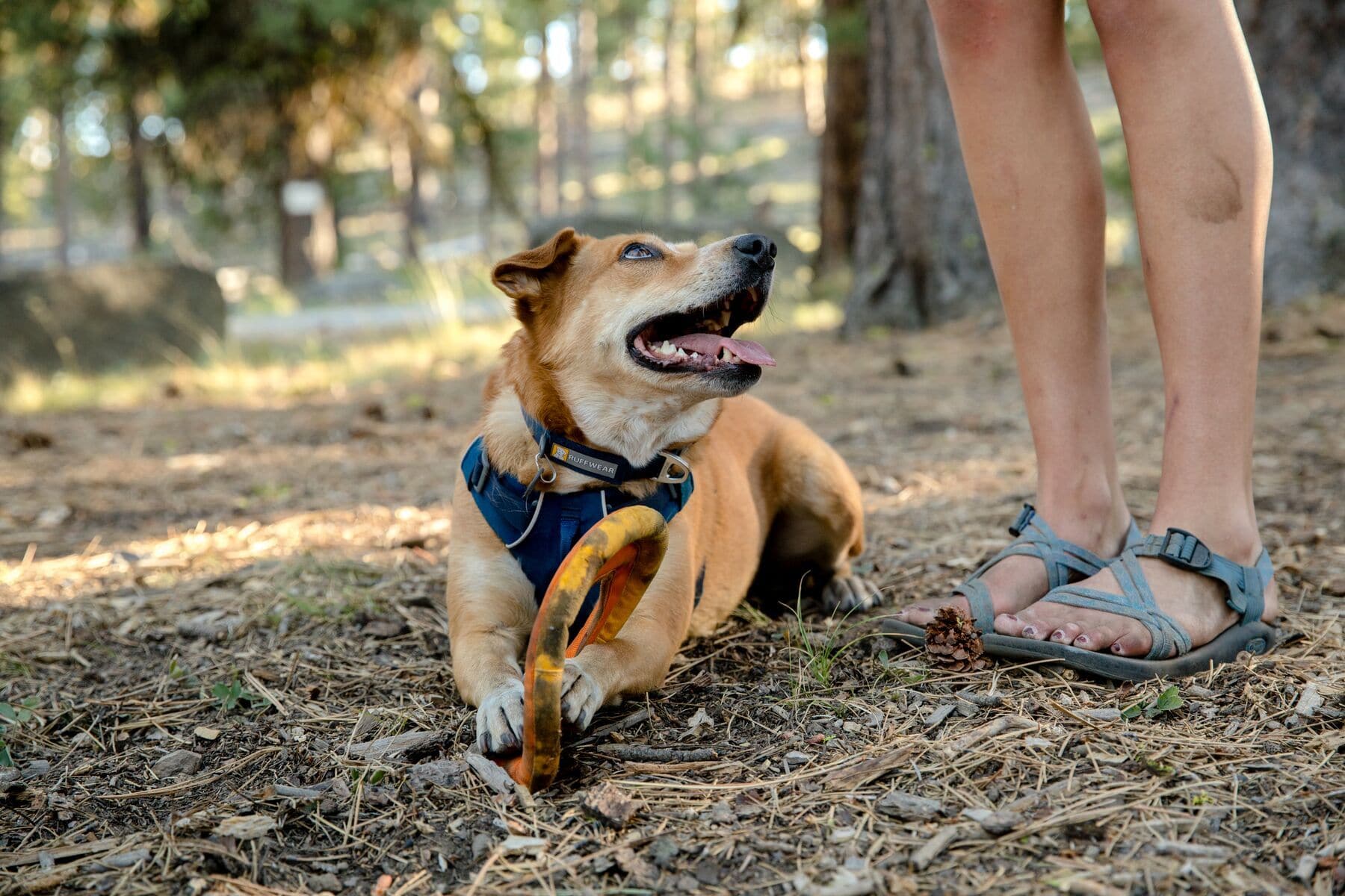 BLUE MOON COLLAR RUFFWEAR - Imagen 2